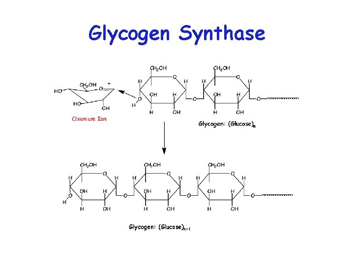 Glycogen Synthase 