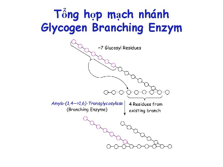 Tổng hợp mạch nhánh Glycogen Branching Enzym 