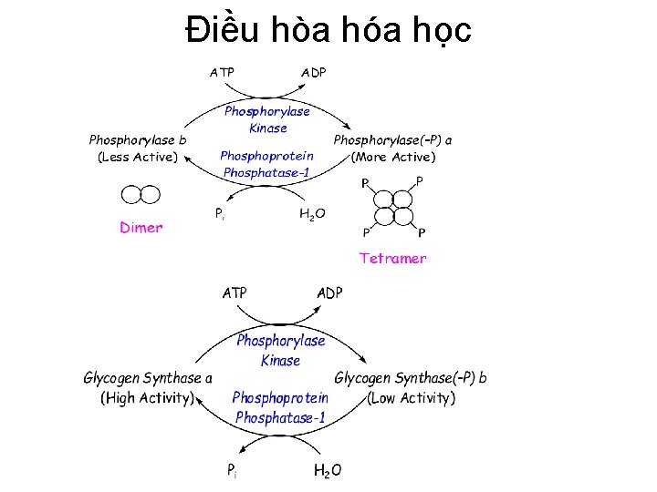 Điều hòa hóa học 