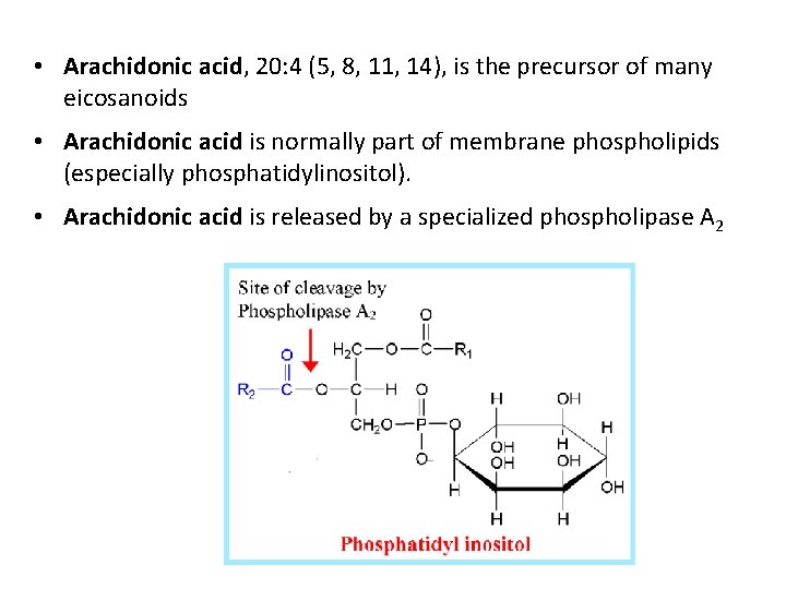  • Arachidonic acid, 20: 4 (5, 8, 11, 14), is the precursor of