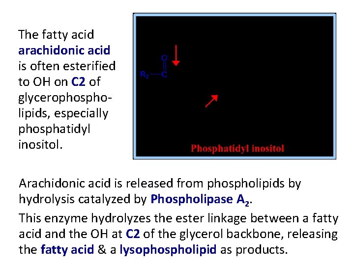 The fatty acid arachidonic acid is often esterified to OH on C 2 of