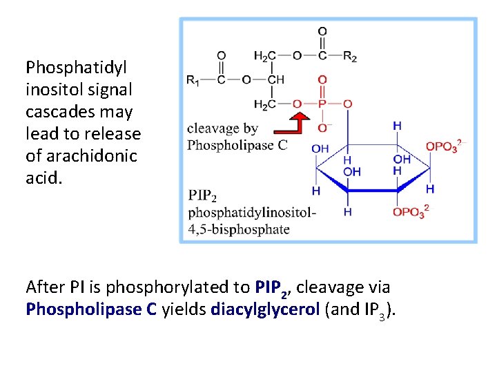 Phosphatidyl inositol signal cascades may lead to release of arachidonic acid. After PI is