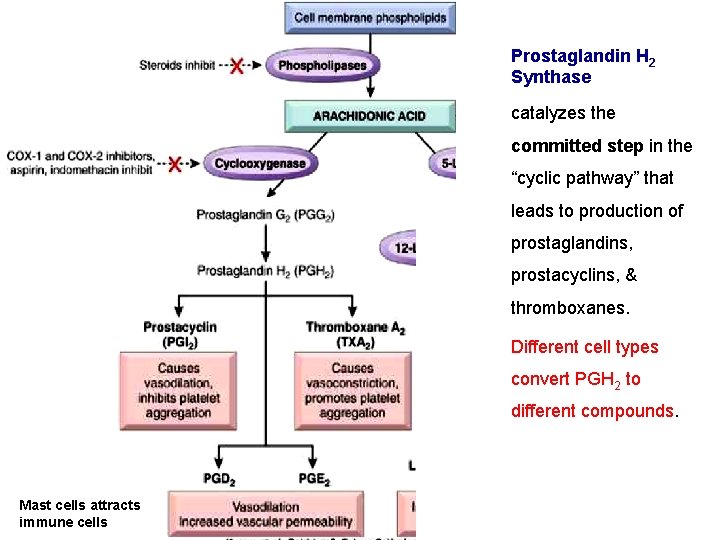 Prostaglandin H 2 Synthase catalyzes the committed step in the “cyclic pathway” that leads