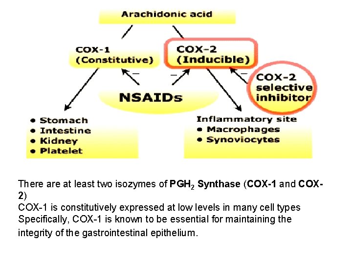 There at least two isozymes of PGH 2 Synthase (COX-1 and COX 2) COX-1