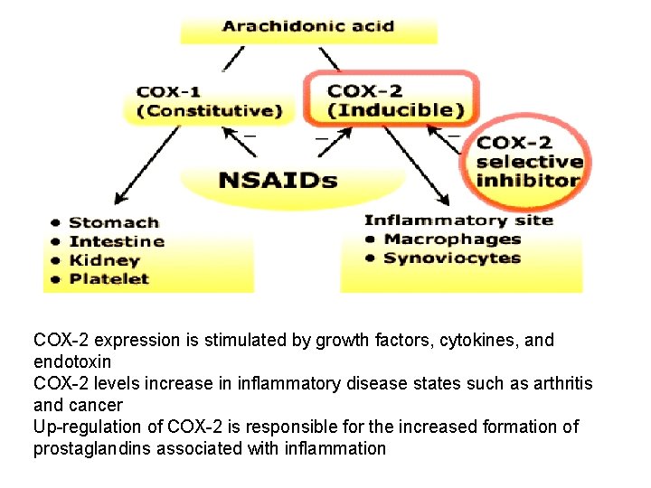 COX-2 expression is stimulated by growth factors, cytokines, and endotoxin COX-2 levels increase in