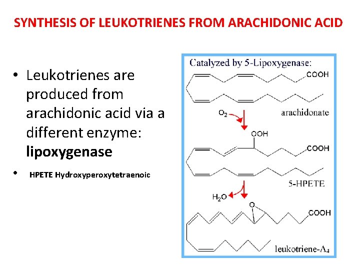 SYNTHESIS OF LEUKOTRIENES FROM ARACHIDONIC ACID • Leukotrienes are produced from arachidonic acid via