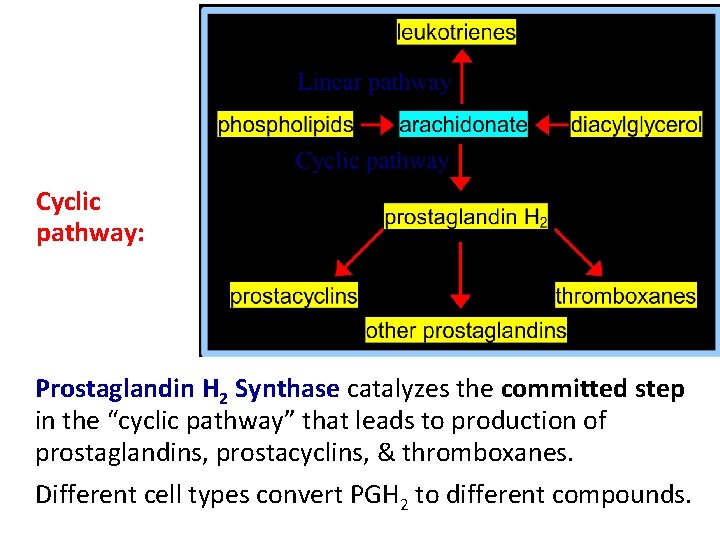 Cyclic pathway: Prostaglandin H 2 Synthase catalyzes the committed step in the “cyclic pathway”