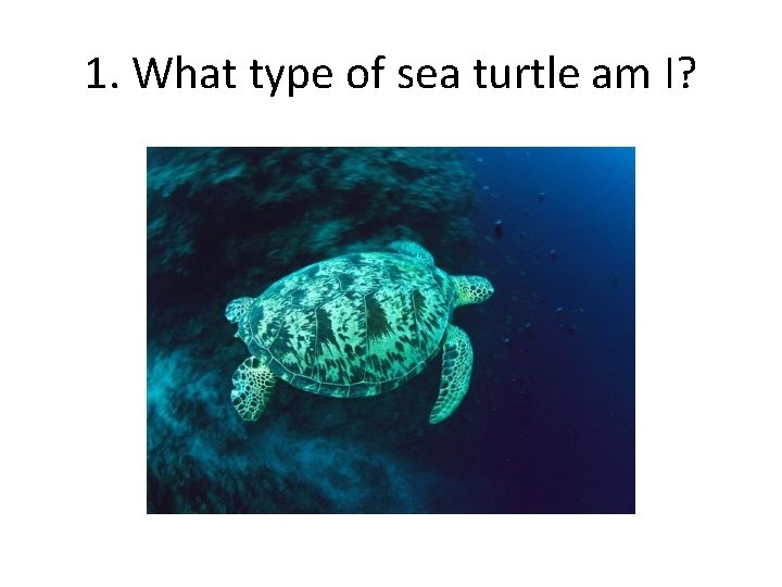 1. What type of sea turtle am I? 