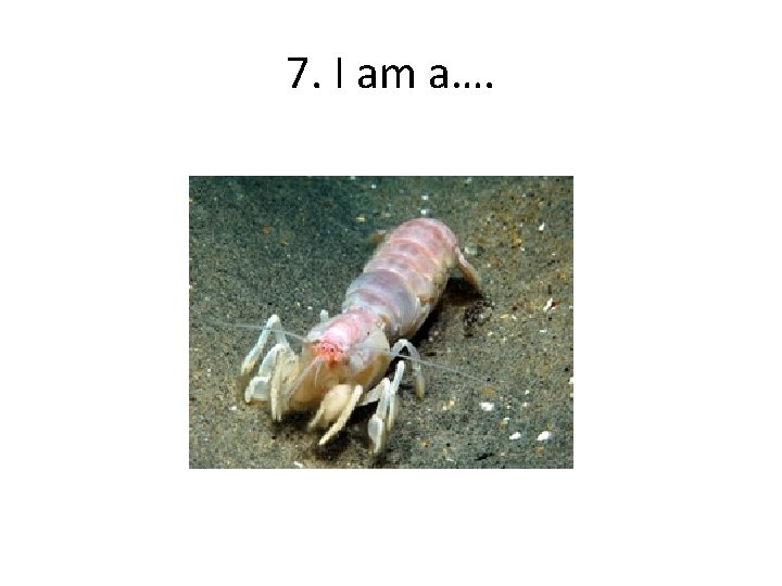 7. I am a…. 