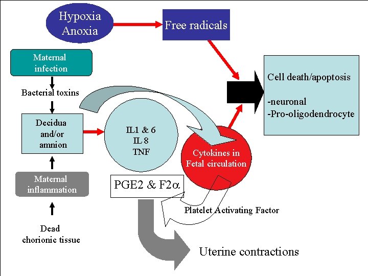 Hypoxia Anoxia Free radicals Maternal infection Cell death/apoptosis Bacterial toxins Decidua and/or amnion Maternal