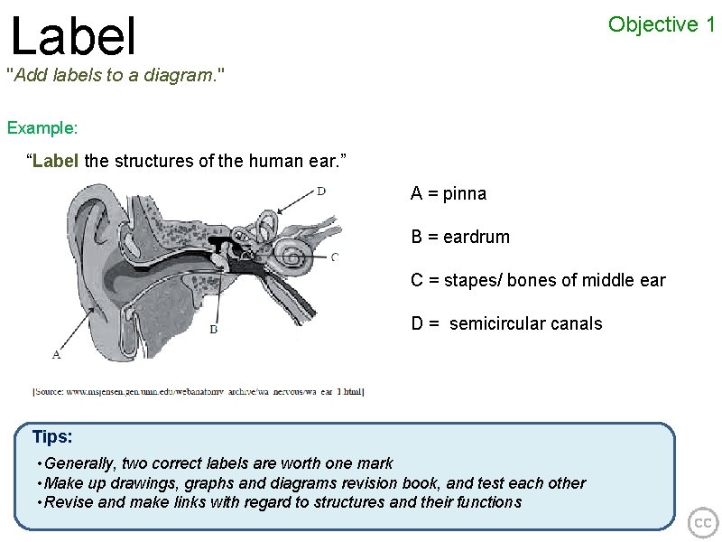 Label Objective 1 "Add labels to a diagram. " Example: “Label the structures of