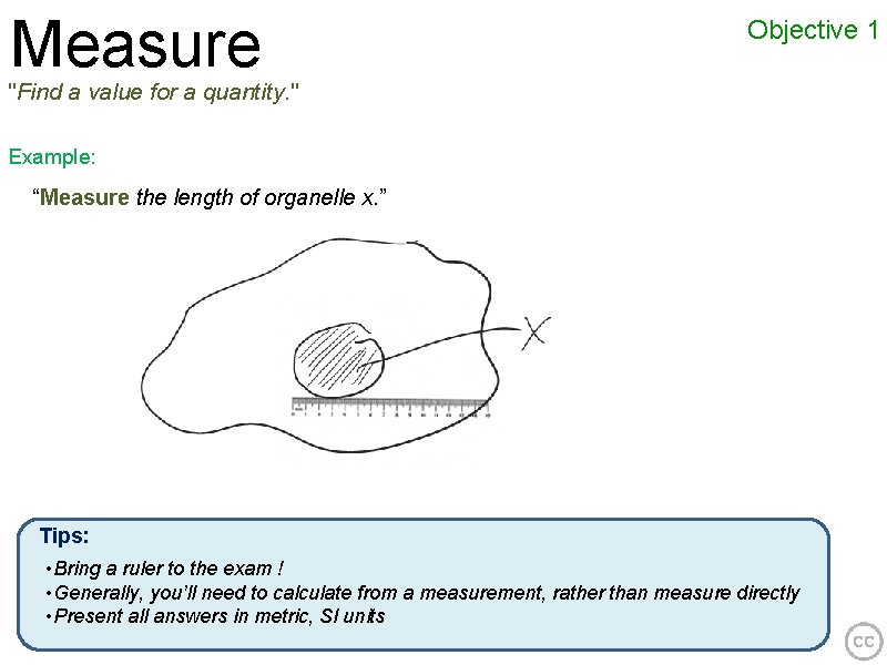 Measure Objective 1 "Find a value for a quantity. " Example: “Measure the length