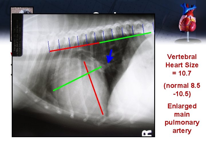 Susie Work-up • CBC, panel, electrolytes, UA normal • Chest x-rays Vertebral Heart Size