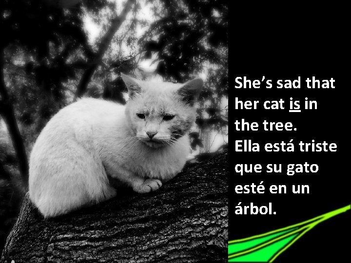 She’s sad that her cat is in the tree. Ella está triste que su