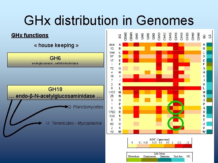 GHx distribution in Genomes GHx functions « house keeping » GH 6 endoglucanase ;