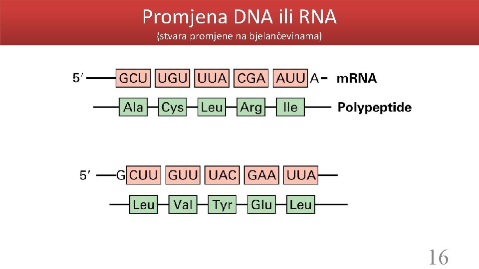 Promjena DNA ili RNA (stvara promjene na bjelančevinama) 16 