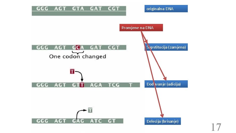 originalna DNA Promjene na DNA Supstitucija (zamjena) Dodavanje (adicija) Delecija (brisanje) 17 