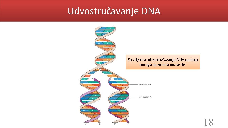 Udvostručavanje DNA Za vrijeme udvostručavanja DNA nastaju mnoge spontane mutacije. 18 