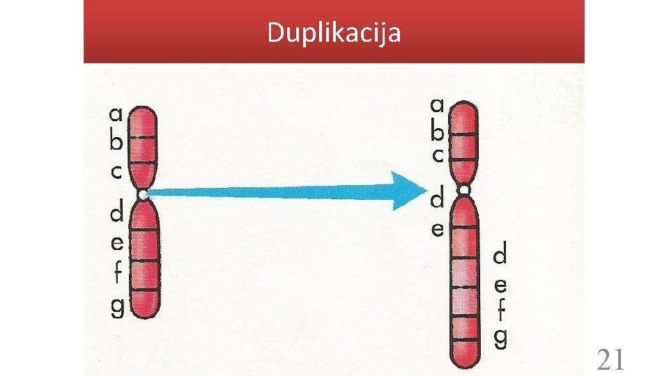 Duplikacija 21 