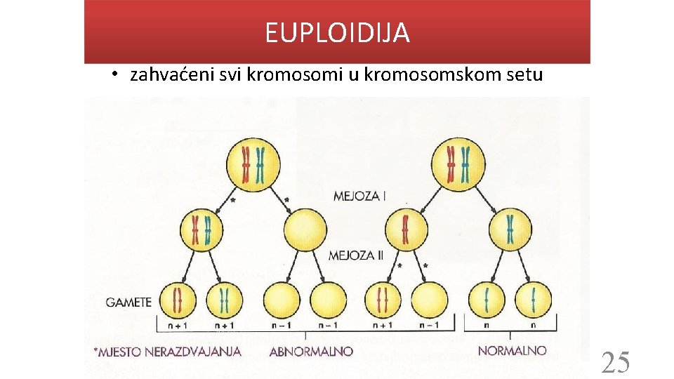 EUPLOIDIJA • zahvaćeni svi kromosomi u kromosomskom setu 25 