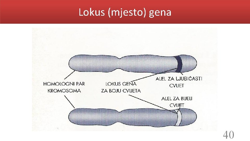 Lokus (mjesto) gena 40 