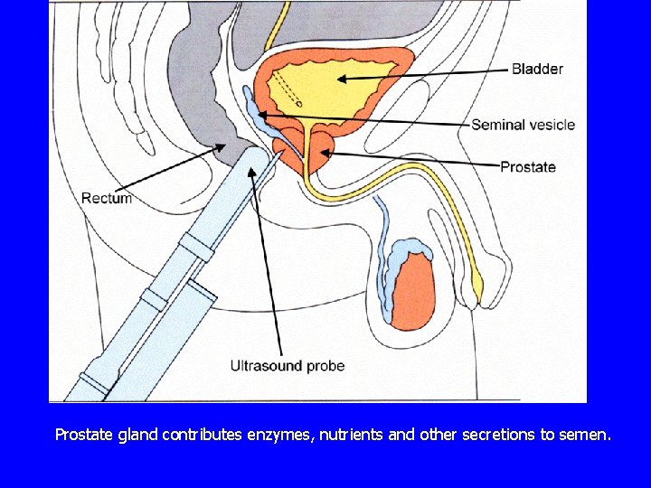 Prostate gland contributes enzymes, nutrients and other secretions to semen. 