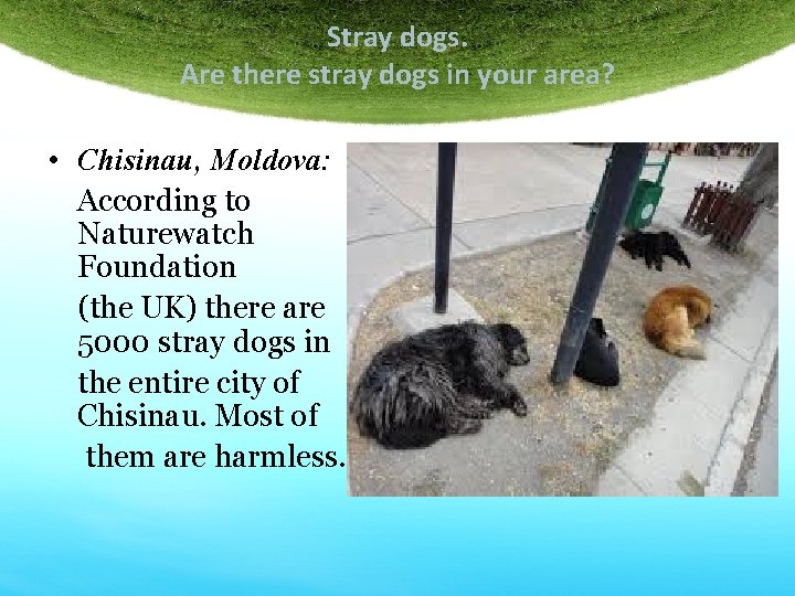 Stray dogs. Are there stray dogs in your area? • Chisinau, Moldova: According to