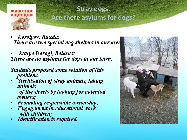 Stray dogs. Are there asylums for dogs? • Korolyov, Russia: There are two special