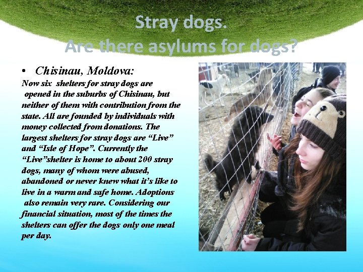 Stray dogs. Are there asylums for dogs? • Chisinau, Moldova: Now six shelters for