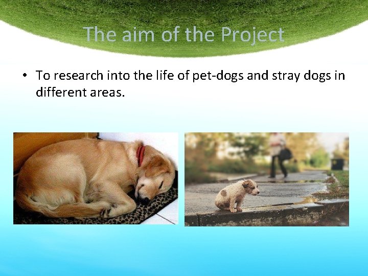 The aim of the Project • To research into the life of pet-dogs and