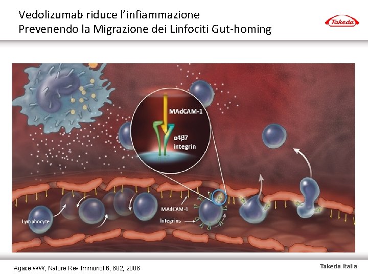 Vedolizumab riduce l’infiammazione Prevenendo la Migrazione dei Linfociti Gut-homing Agace WW, Nature Rev Immunol