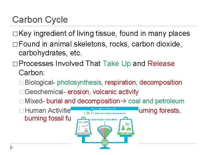 Carbon Cycle � Key ingredient of living tissue, found in many places � Found