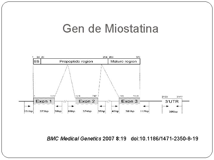 Gen de Miostatina BMC Medical Genetics 2007 8: 19 doi: 10. 1186/1471 -2350 -8