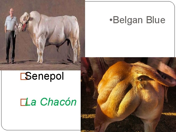  • Belgan Blue �Senepol �La Chacón 