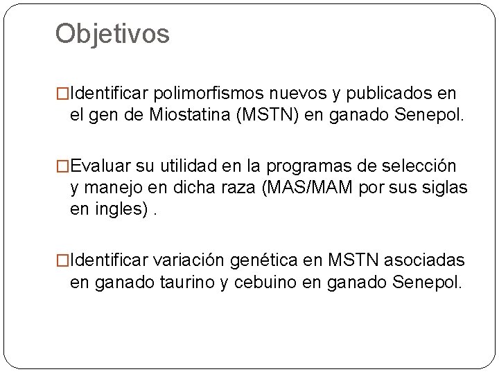 Objetivos �Identificar polimorfismos nuevos y publicados en el gen de Miostatina (MSTN) en ganado