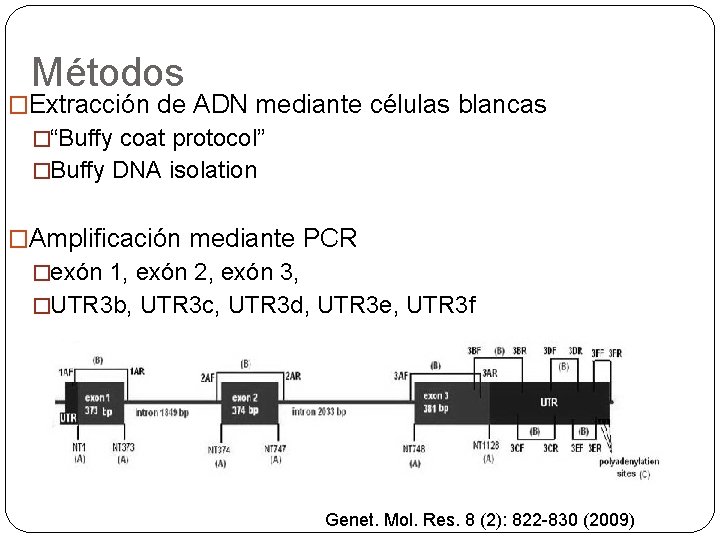 Métodos �Extracción de ADN mediante células blancas �“Buffy coat protocol” �Buffy DNA isolation �Amplificación