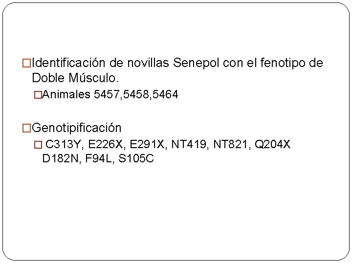 �Identificación de novillas Senepol con el fenotipo de Doble Músculo. �Animales 5457, 5458, 5464