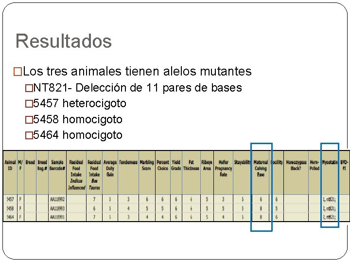 Resultados �Los tres animales tienen alelos mutantes �NT 821 - Delección de 11 pares