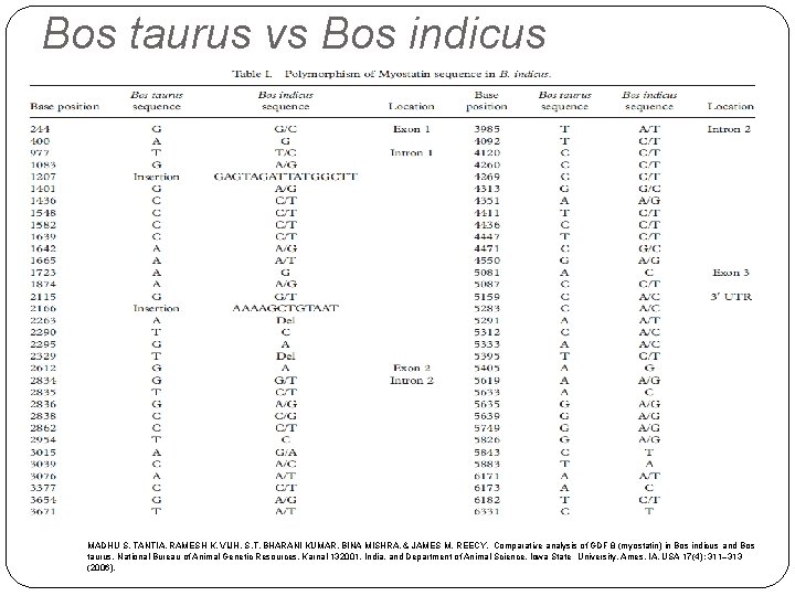 Bos taurus vs Bos indicus MADHU S. TANTIA, RAMESH K. VIJH, S. T. BHARANI
