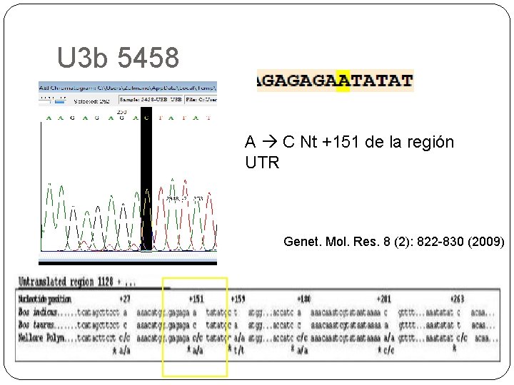 U 3 b 5458 A C Nt +151 de la región UTR Genet. Mol.