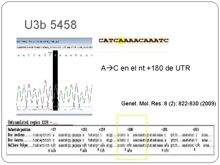 U 3 b 5458 A C en el nt +180 de UTR Genet. Mol.