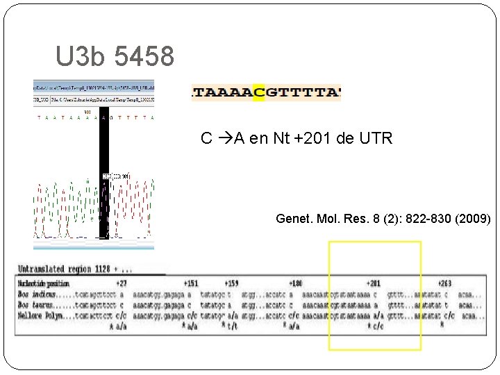 U 3 b 5458 C A en Nt +201 de UTR Genet. Mol. Res.