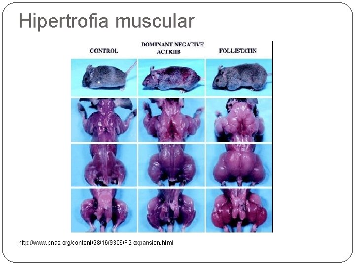 Hipertrofia muscular http: //www. pnas. org/content/98/16/9306/F 2. expansion. html 