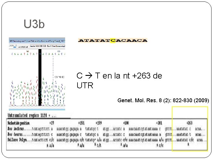 U 3 b C T en la nt +263 de UTR Genet. Mol. Res.