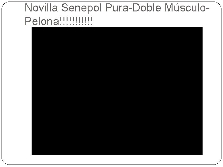 Novilla Senepol Pura-Doble Músculo. Pelona!!!!!! 