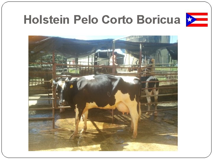 Holstein Pelo Corto Boricua 