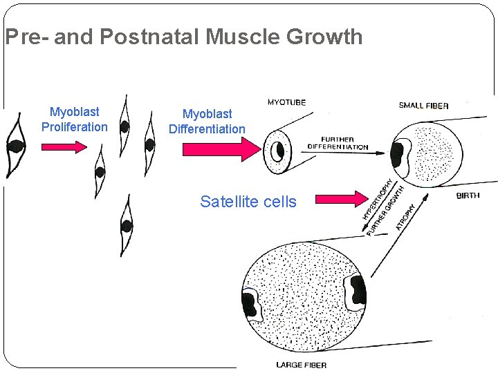 Pre- and Postnatal Muscle Growth Myoblast Proliferation Myoblast Differentiation Satellite cells 