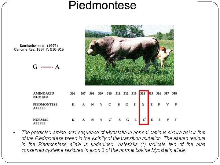  • The predicted amino acid sequence of Myostatin in normal cattle is shown