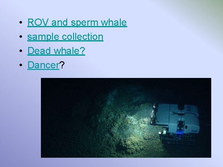  • • ROV and sperm whale sample collection Dead whale? Dancer? 
