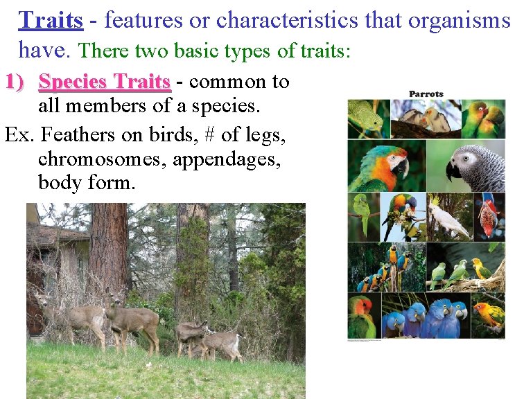 Traits - features or characteristics that organisms have. There two basic types of traits: